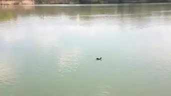 Aire d'Observation Animale du Parc Départemental de la Boucle de Montesson