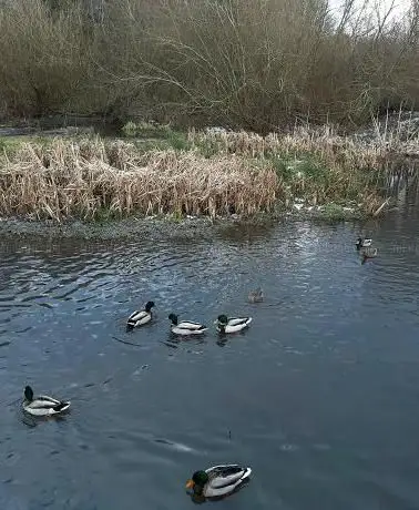 Middlemost Pond