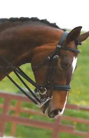 Photo de Ecurie de la Ruche