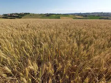 Monte Galero
