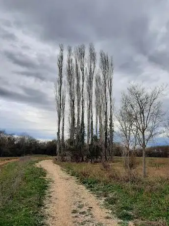 Photo de Prairie des berges de la Mosson