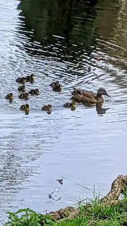 Duck Pond