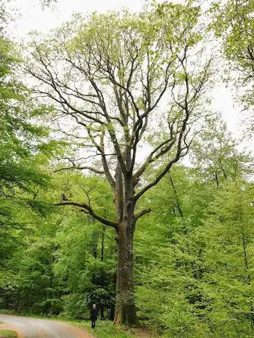 Schöne Eiche