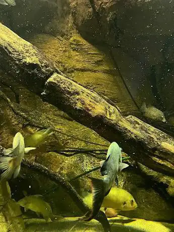 Flamingos