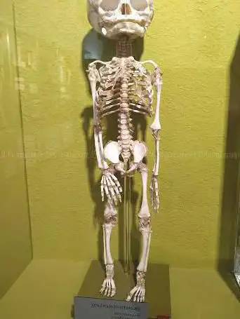 Photo de Anatomical Museum of the University of Basel