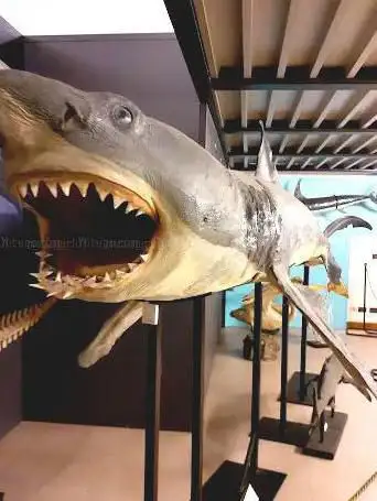Photo de Museum of Zoology