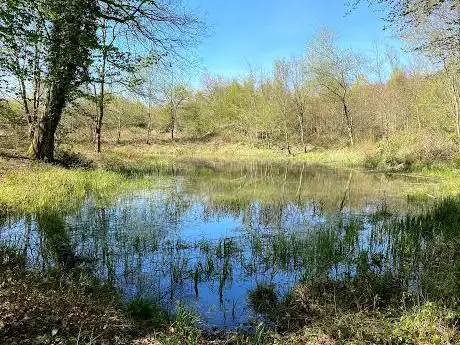 Le chêne aux mares