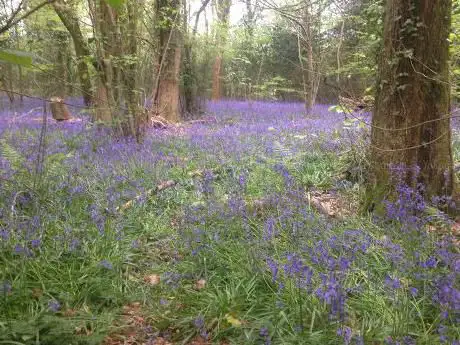 Photo de Yoells Copse