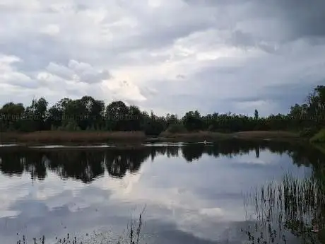 De Roerdomp