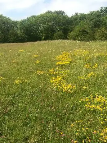 Photo de Blue Hall Fields