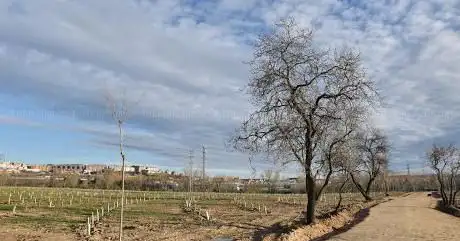 Photo de Bosque urbano