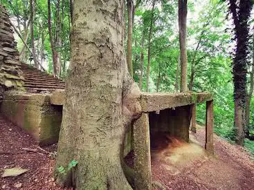 Spaubeekerbos