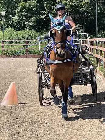 Photo de Plumtree School Of Equitation and Carriage Driving