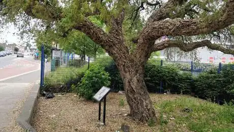Photo de Cork Oak