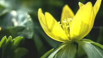 Hortus Botanicus Leiden