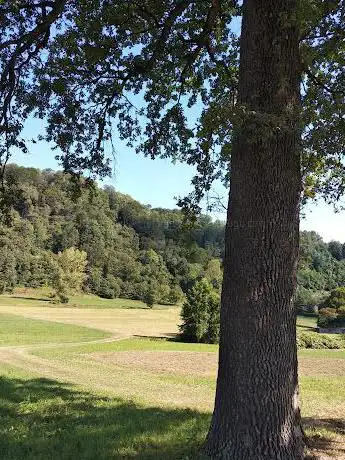 Antico albero