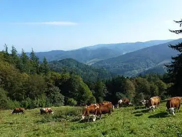 schwarzwald.de - Urlaub im Schwarzwald