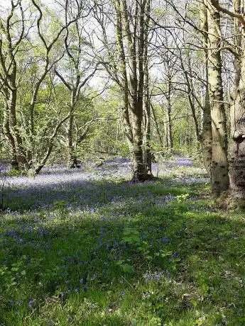 Photo de King's Wood