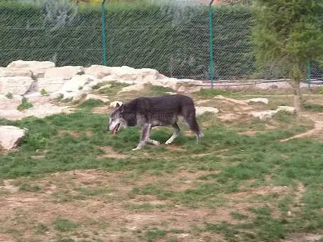 Photo de Le Territoire des Loups