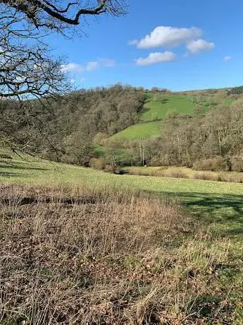 Buzzard's Woodlands