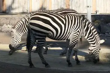 Afrika Savanne
