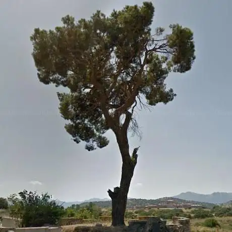 Il Pino di Grazia Deledda
