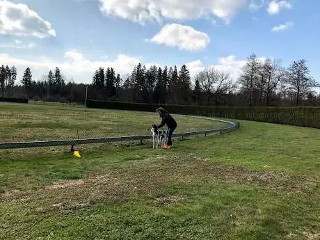Hunderennbahn Rifferswil