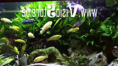 Aqua Tropical Life Location SPRL