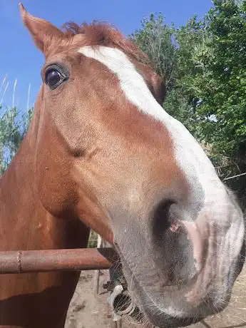 Photo de C.I.S.E. TEAM HORSES. Centro ippico