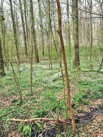 Egenhovenbos