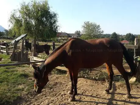 Mini Ranch Maneggio