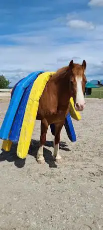 Kidsreiten Moosseedorf