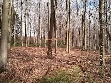 Stroevenbos