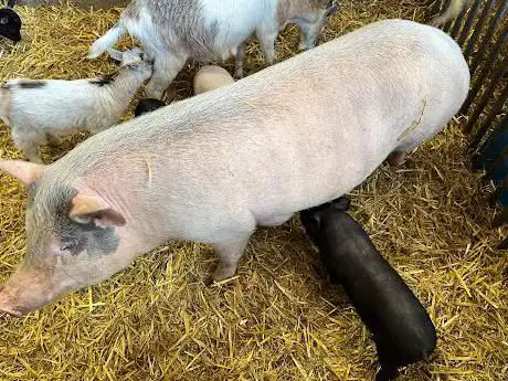 La ferme au beau thym