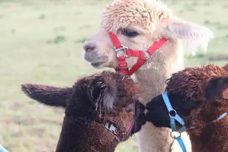 Photo de Alpacas at The Field Dunswell