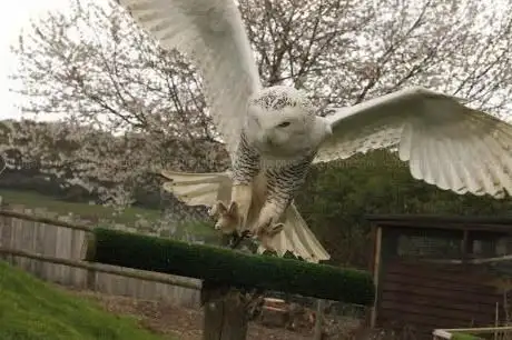 Photo de Coda Falconry Ltd