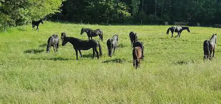 Photo de Baumannsfarmservice