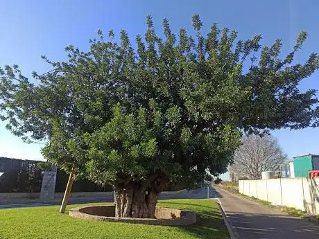 Photo de Garrofera del Bovalar