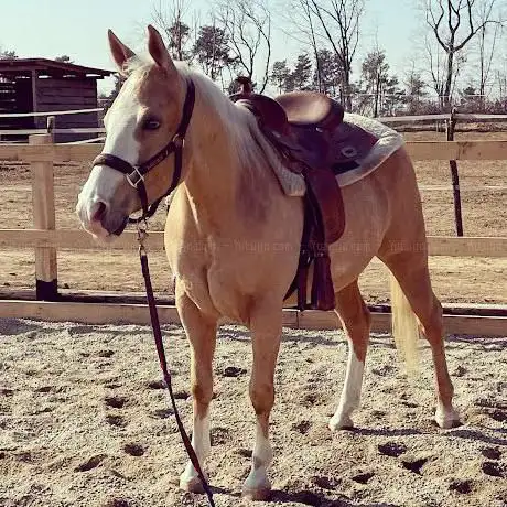 Photo de Western Ranch