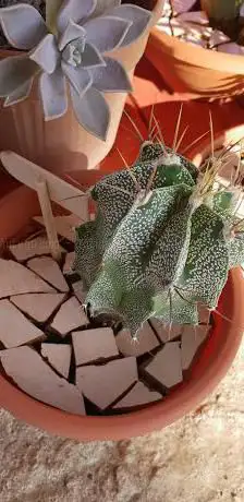 Ortogiardino