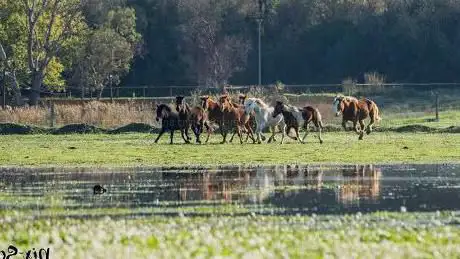 Photo de Aur'horse équitation
