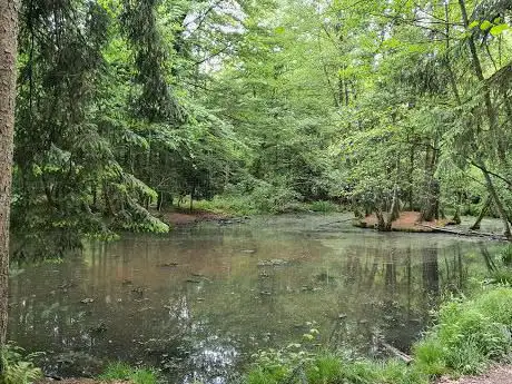 Ententeich im Bremgartenwald