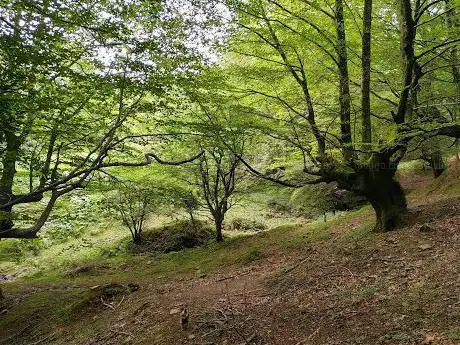 Photo de Hayedo de Balgerri