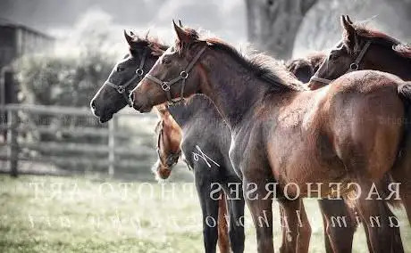 Photo de Elwick Stud