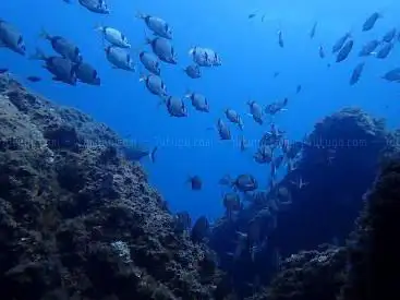 Photo de Dossotaigua