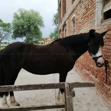 Photo de Circolo Ippico Case Bianche