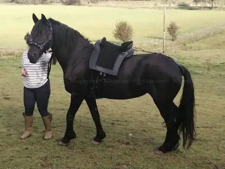 Photo de Dalriada Equestrian
