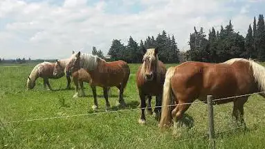 Photo de Les Calèches de Mado
