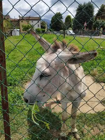 Photo de Geremia l'asino