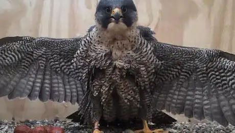 RAPAX Birds of Prey